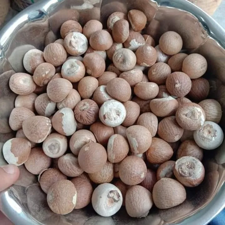 HOT SALE PREMIUM QUALITY 100% NATURAL WHOLE/SPLIT BETEL NUTS MADE IN VIETNAM WHOLESALE PRICE| +84984998194 (Ms.Kim)