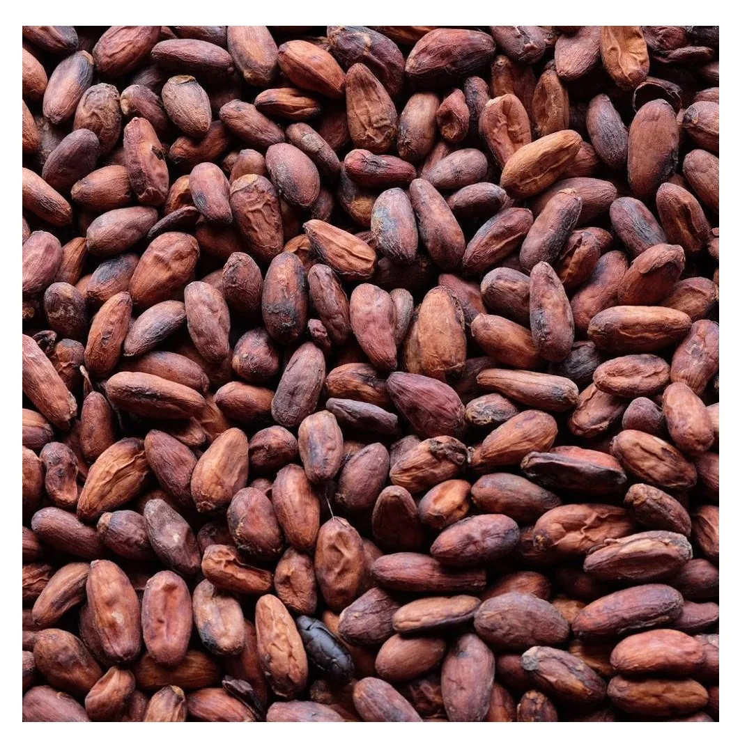 
Best Factory Price Of COCOA BEANS Available In Bulk Stock With Custom Packing 