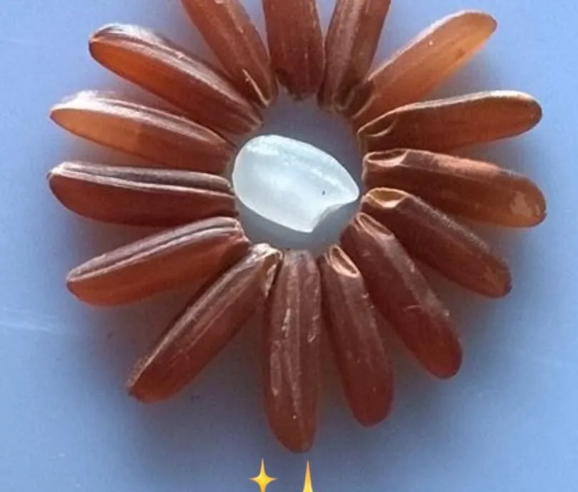 Worldwide Export 5% Broken Healthy Food Common Cultivation Type Long Grain One Color Red Rice Vietnam