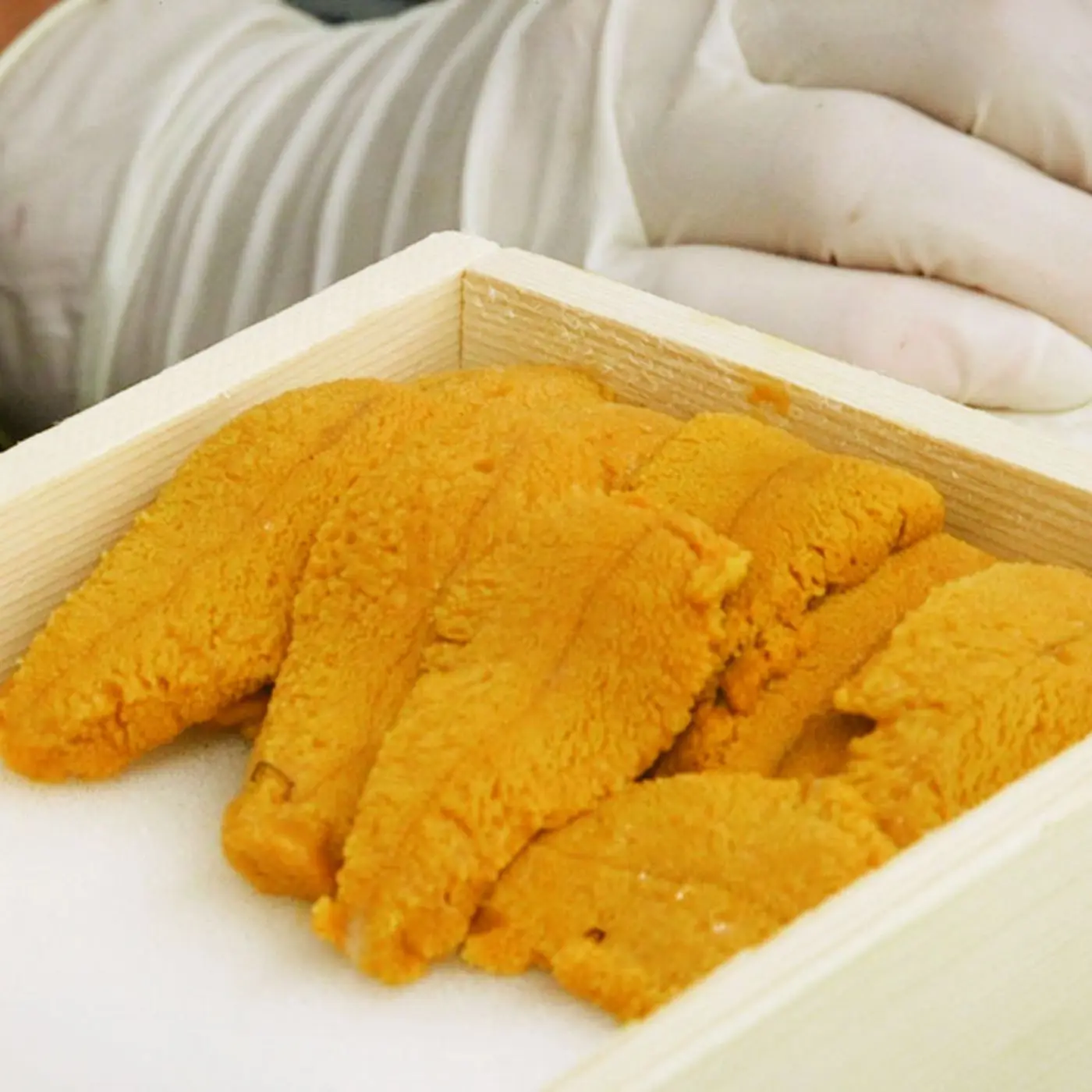 Frozen Sea Urchin for sale