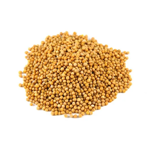 
Oil grains good quality yellow mustard seeds 