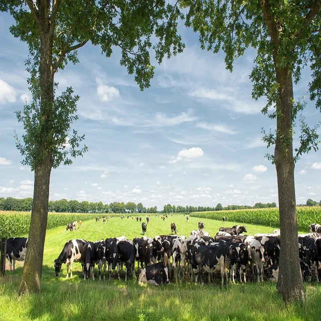 Healthy Dairy Cows/ Pregnant Holstein Heifers Cow