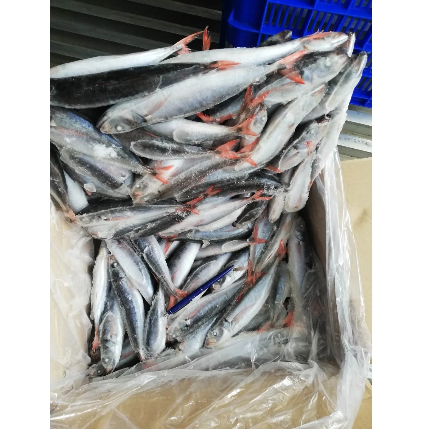 FROZEN NATURE Whole Body Decapterus Kurroides Redtail Scad with 2 Years Shelf Life