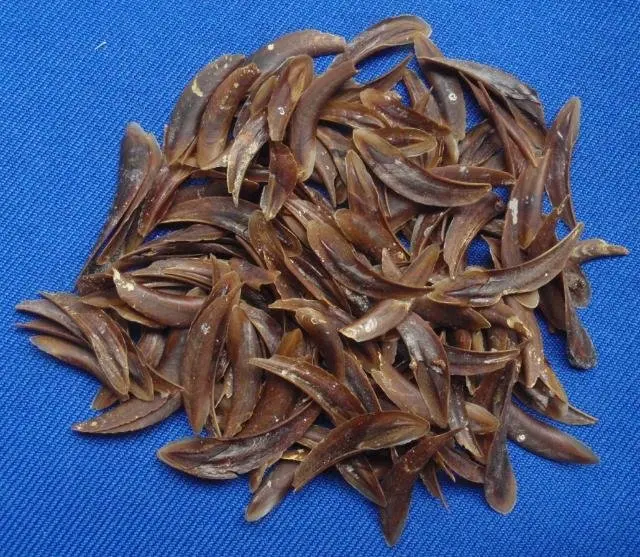 Оптовая продажа производитель ракушек сушеных