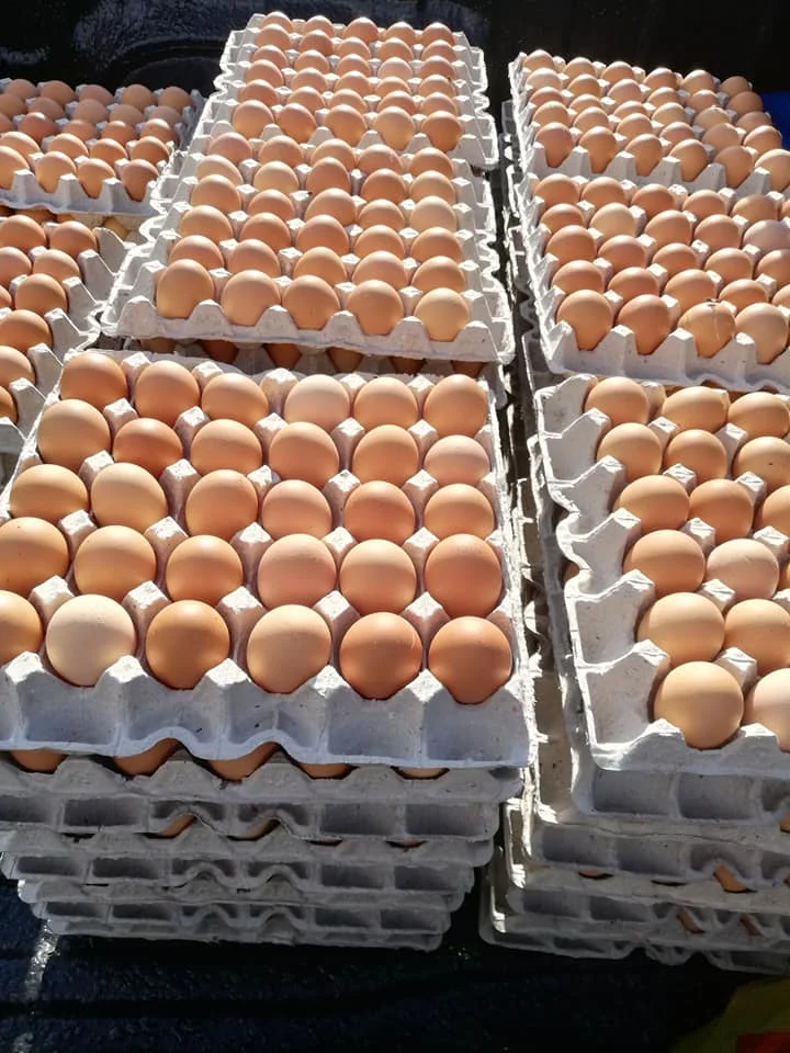 Farm Fresh Chicken Table Eggs Brown And White Shell Chicken Eggs
