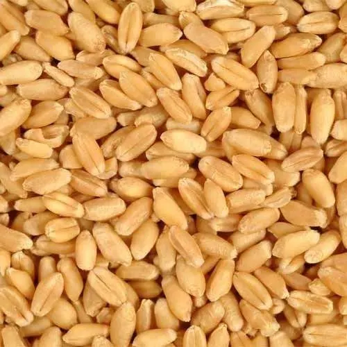 White Soft and Hard Wheat Grains for Sale