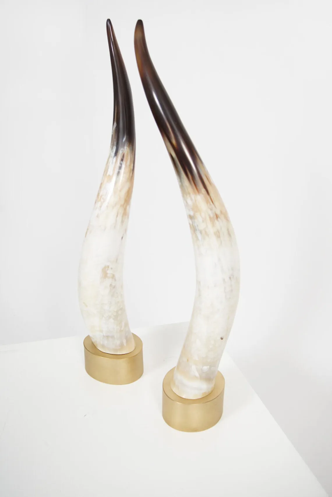 Buffalo Decorative Horn with wooden base