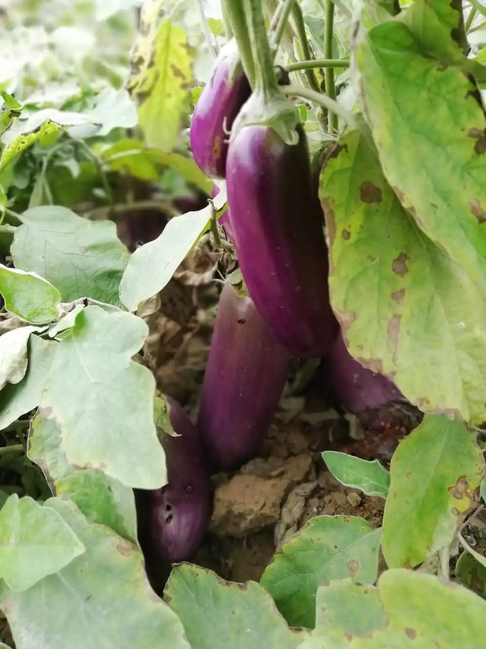  2021 семян баклажана F1 SOFIA HIGH YEILDING HYBRID