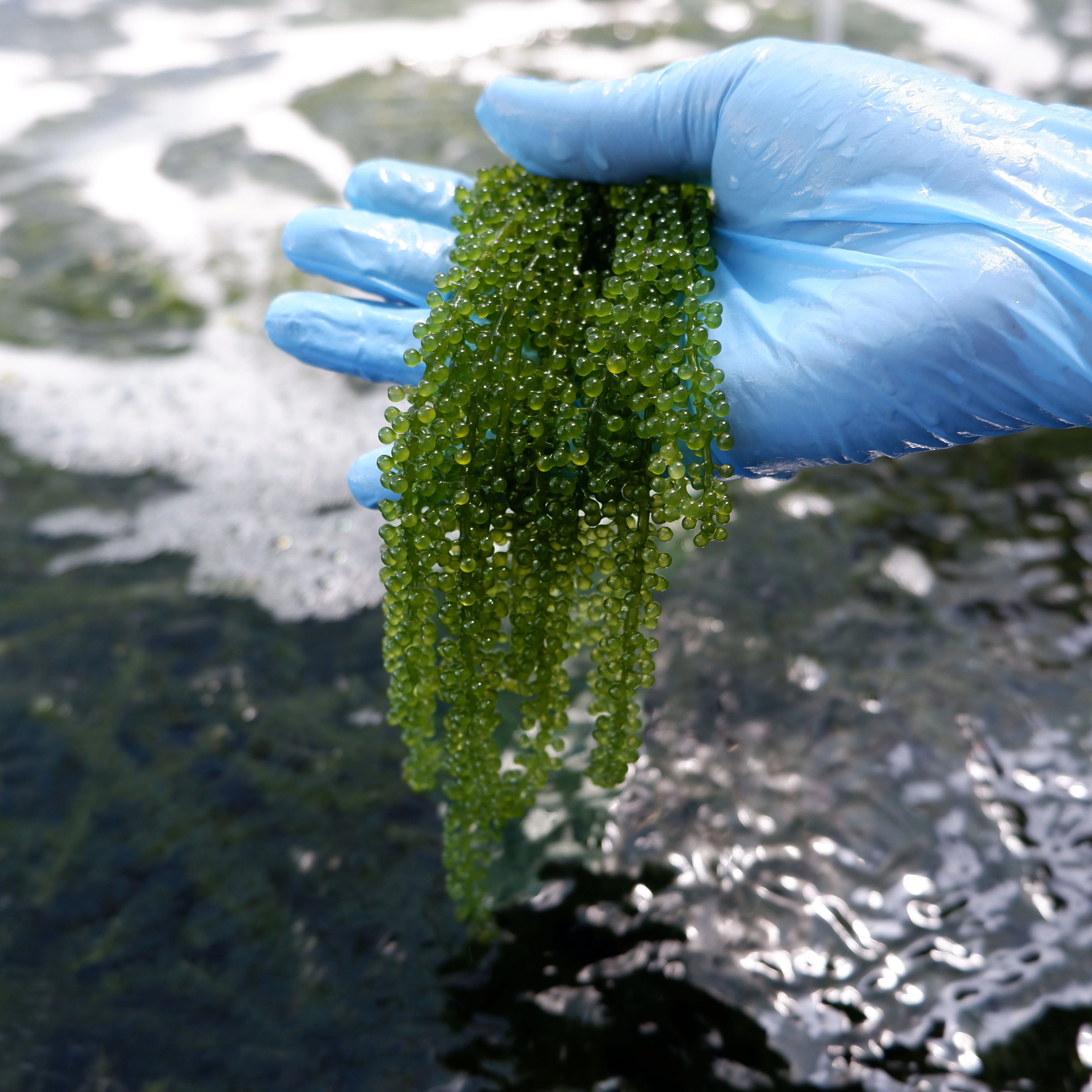 Taste Organic Fresh Sea Grapes Green Food From Viet Nam Abundant vitamins minerals and amino acids from the sea