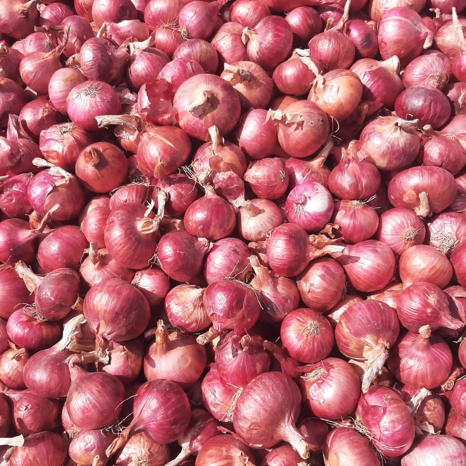Fresh Red Onion
