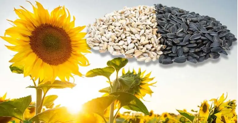 Оптовая продажа семян подсолнечника в шелушках, кондитерские подсолнечные ядра из Турции класса A, новый урожай горячей облицовки! Лучшая цена!