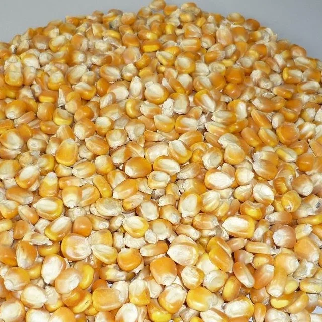 Лучшая и низкая цена, Желтая Кукуруза для корма животных
