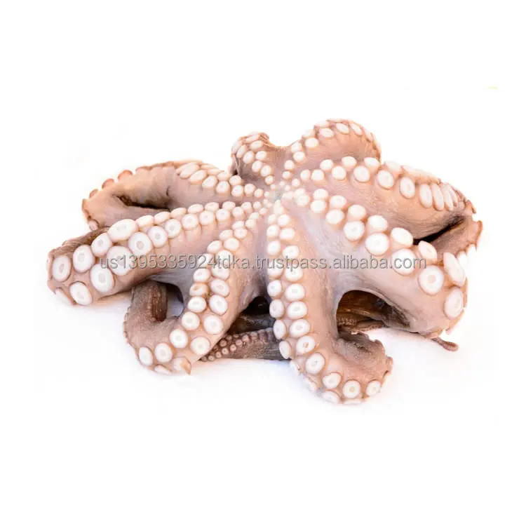 frozen-octopus-750x750-1.jpg
