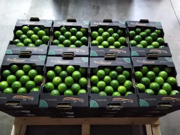 VIETNAM SEEDLESS LIME GREAT QUALITY FOR TRADER WHATSAPP WECHAT VIBER 0084326572671