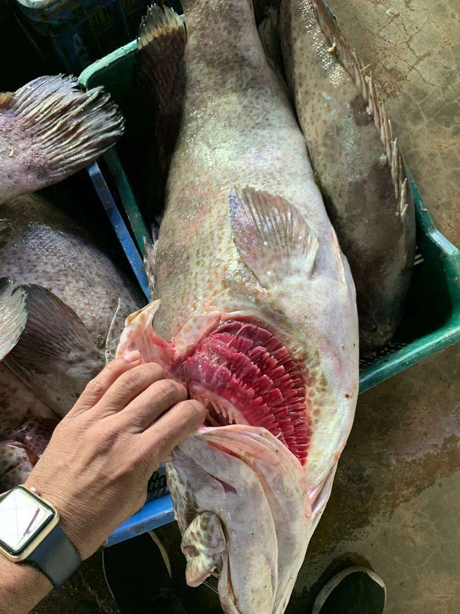 Brown Spot Grouper  Fish Fresh Premium Quality Bangladeshi Origin Hamour  Size 1-2KG 2-5KG 5-10KG per Piece