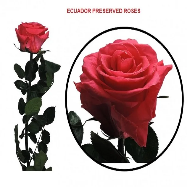 ROSAS