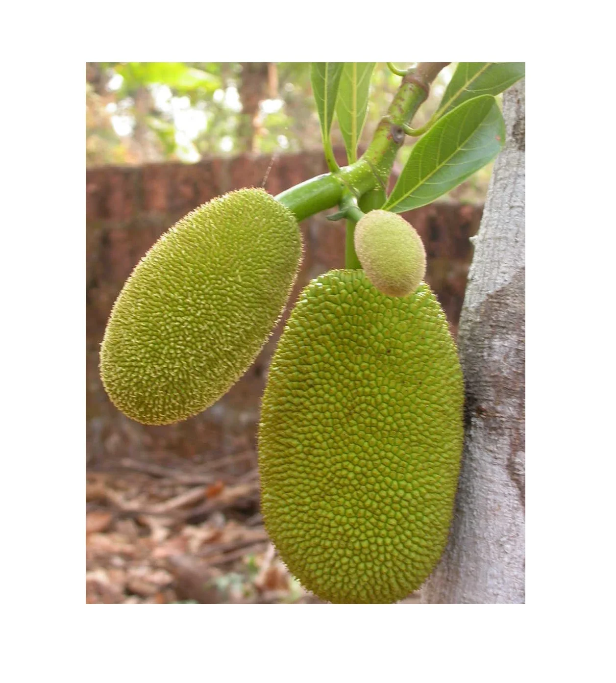 Замороженный молодой кусок джекфрута Ms Sophie