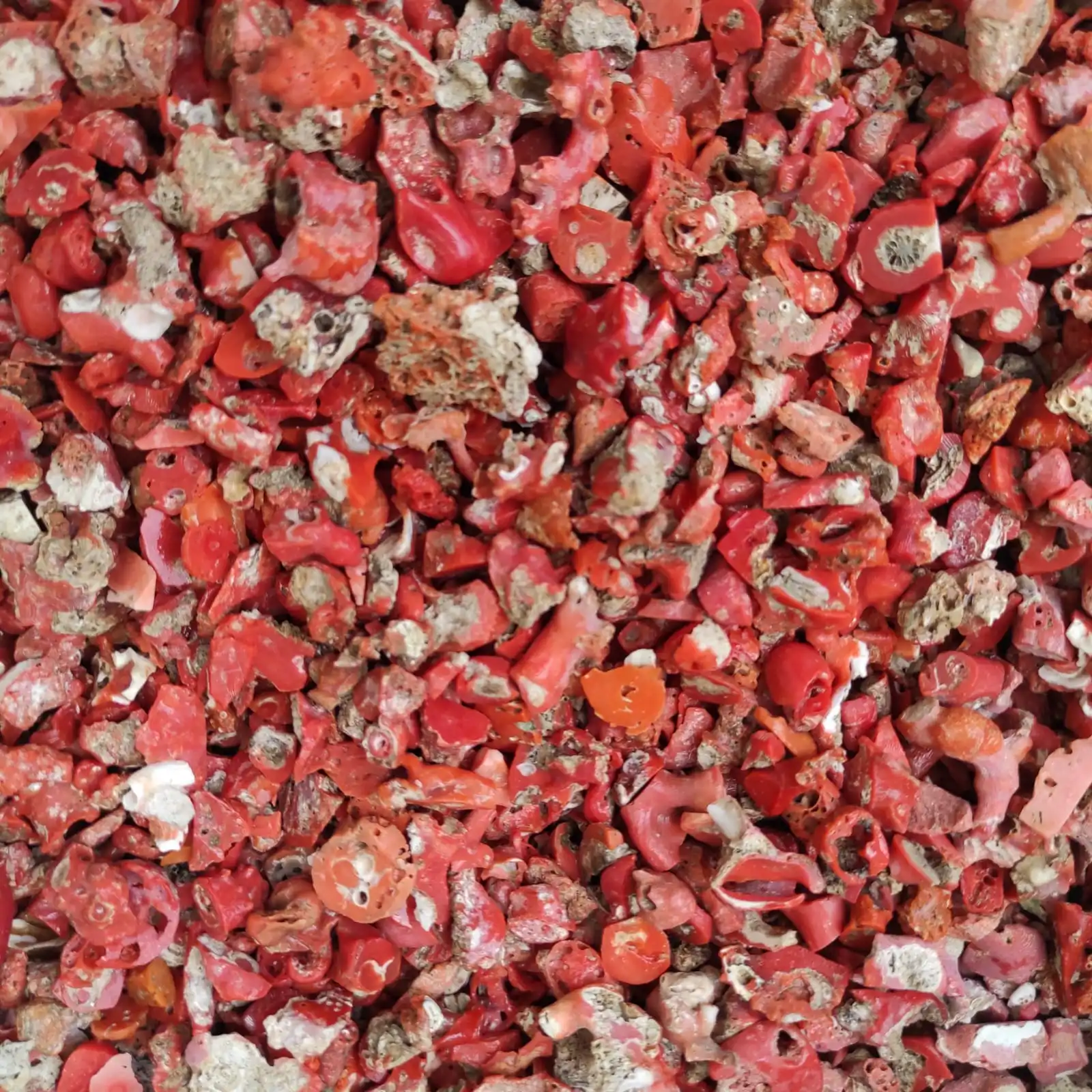 
Unpolished Italian Red coral waste leftovers Mediterranean Sea by Sardinia coast corallium rubrum made in Italy 