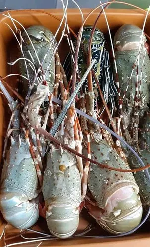 Лучшая мировая экспортная качество живых