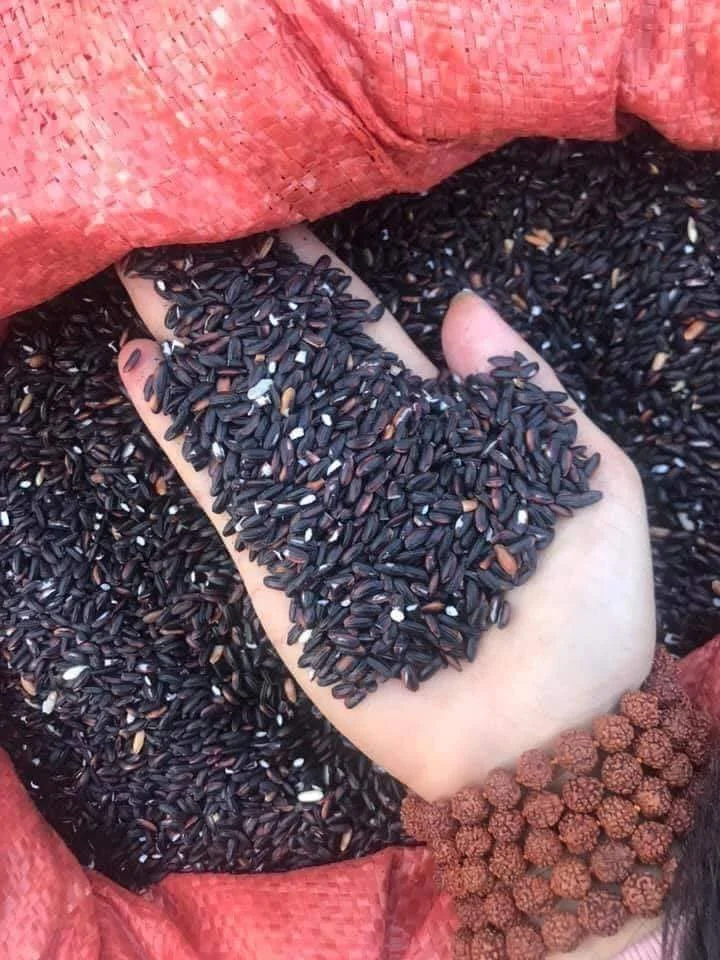  Оптовый продавец Фиолетовый рис из Вьетнама контактное лицо Нины 84 904 723863