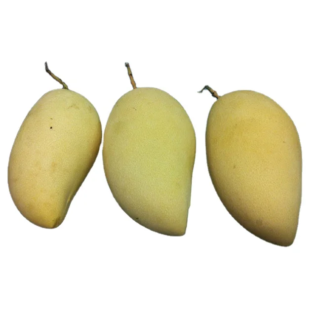 Yellow Mango a Grade 5 Kg Naturally Sweet Fresh COMMON Cultivation Ripe Maturity