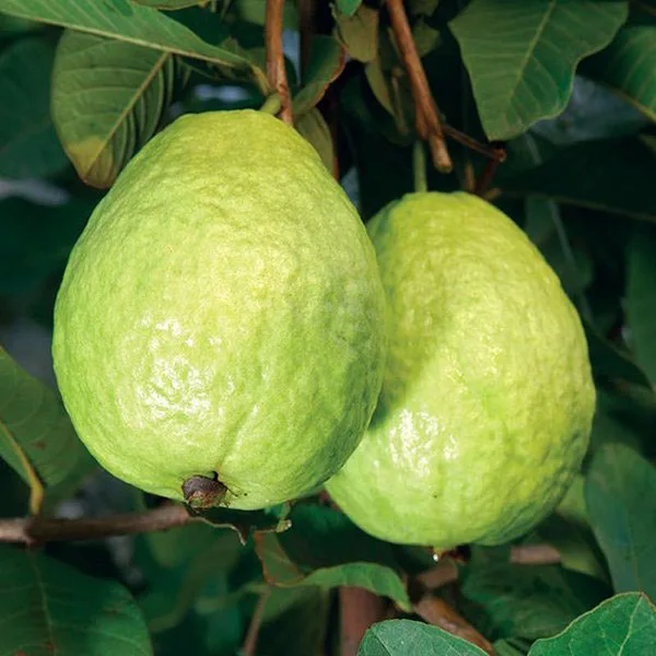 
guava Vietnam for sale wholesaler 2020 for export 