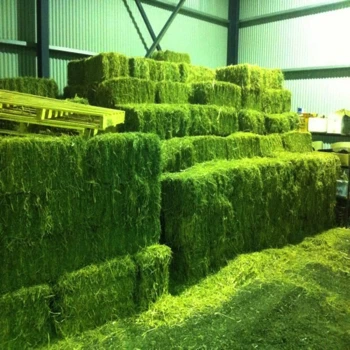 Alfalfa Hay Animal Feeding Stuff Alfalfa, hay/alfalfa hay pellets Timothy Hay/ Alfalfa in Bales Best Super Top Quality
