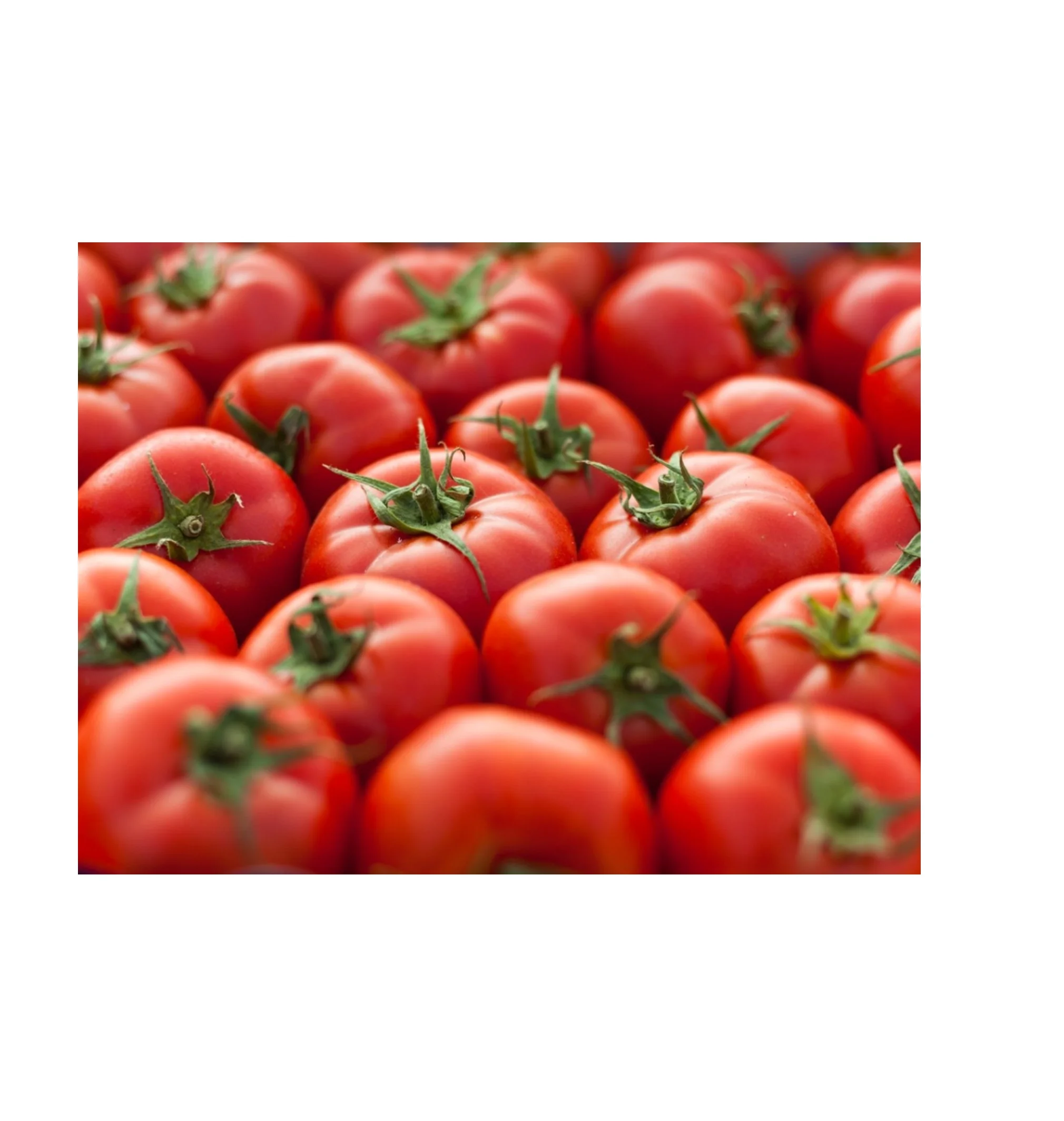 Best Quality Tomatoes For Sale In Cheap Price