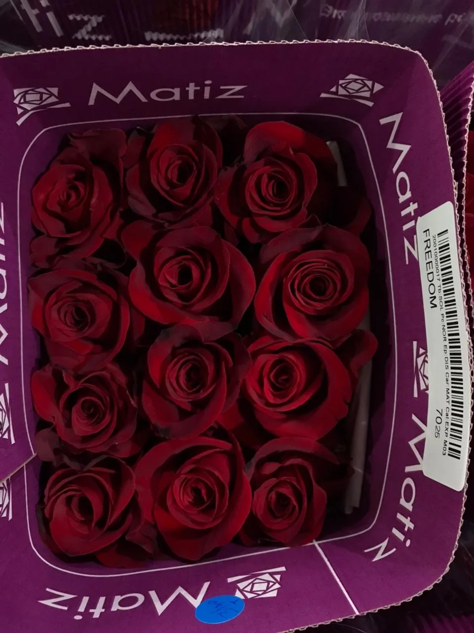 Premium quality Real natural fresh cut flowers  red roses variety Freedom  60 cm not artificial decorative flowers