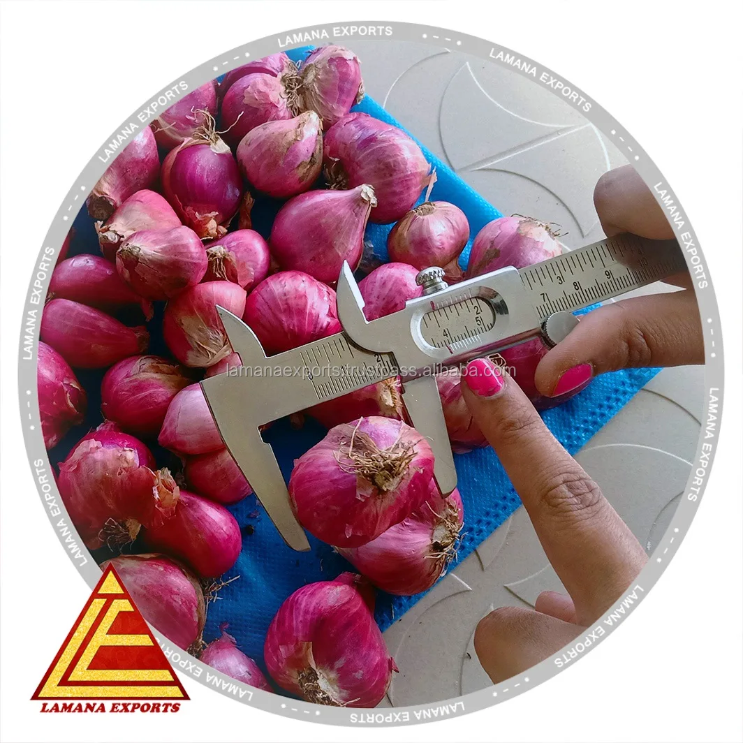 Indian Podisu New Crop for Export Malaysia Singapore