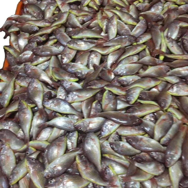 Frozen Japanese threadfin bream from India, top quality seafood