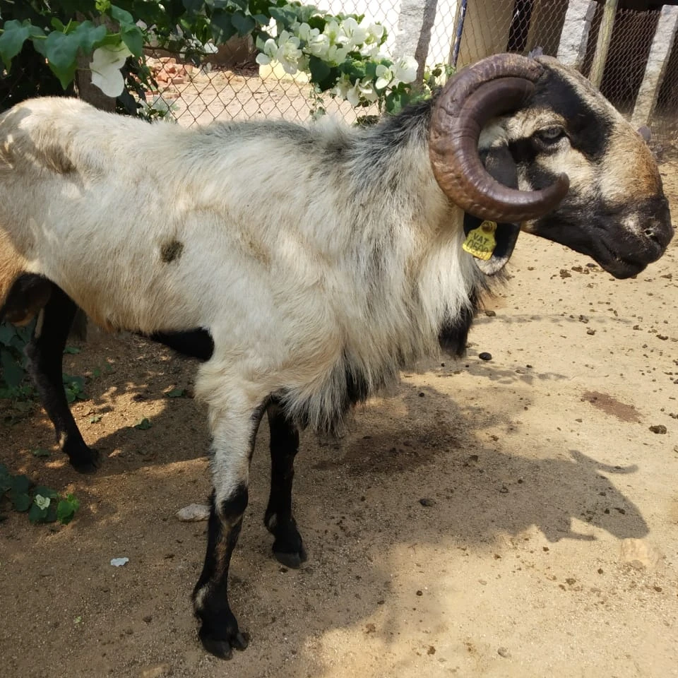 
Jodupi Sheep/ Boer Goats Live Sheep Cattle Live Dairy Cows and Pregnant 