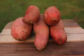 Сладкий картофель-A1 превосходного качества