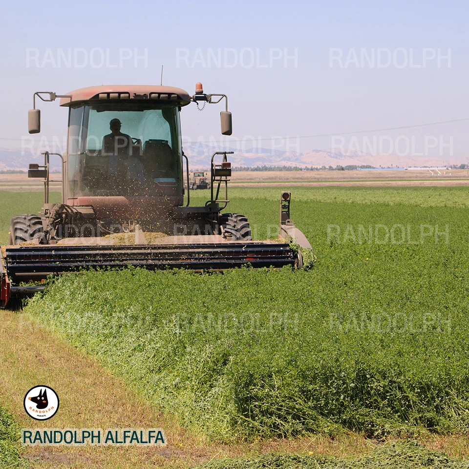 Alfalfa Hay Super Premium First Cut High Protein For Small Animals