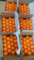 Fresh Mandarin / Fresh Citrus / Fresh Oranges