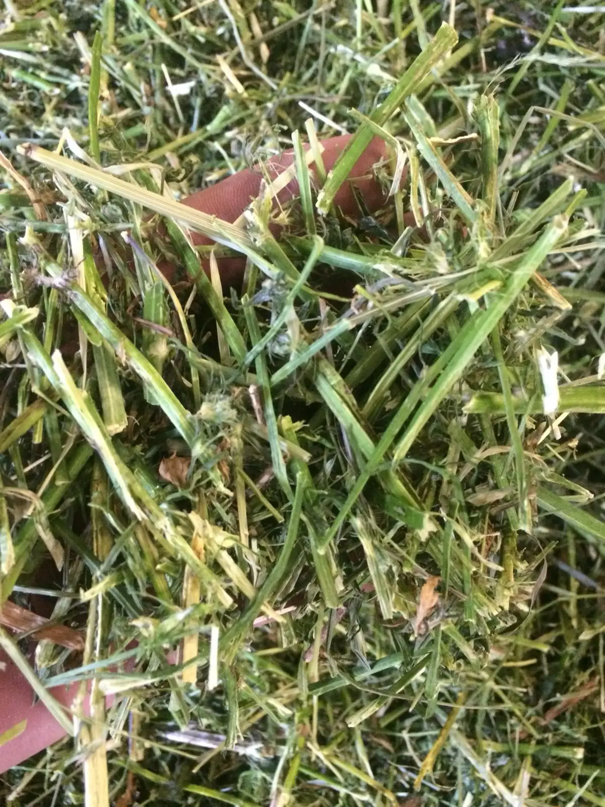 
Alfalfa hay high protein cow feed 