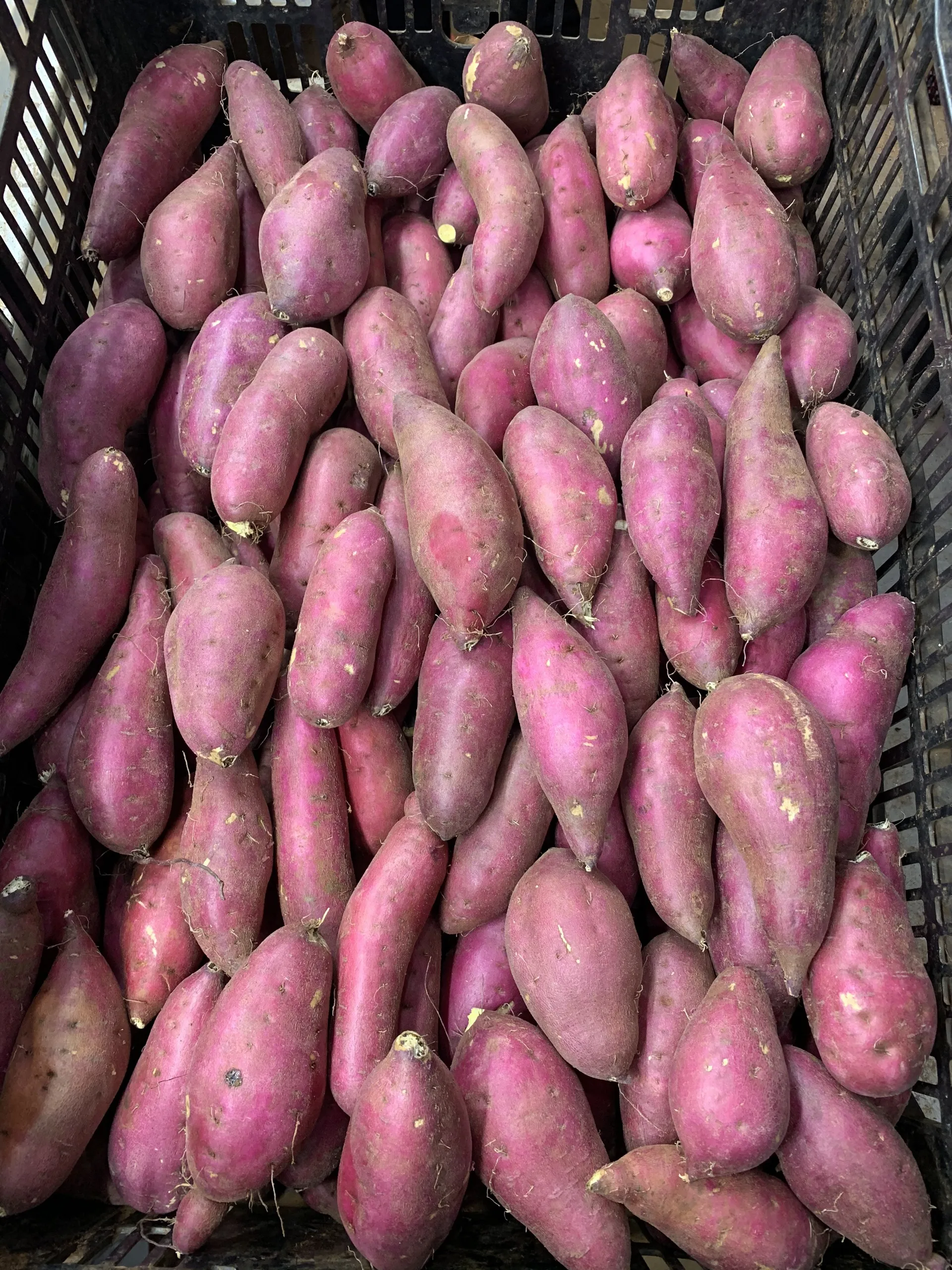 Органическое культивирование органической пищи сделано во Вьетнаме высокое качество горячий 2022 японский сладкий картофель