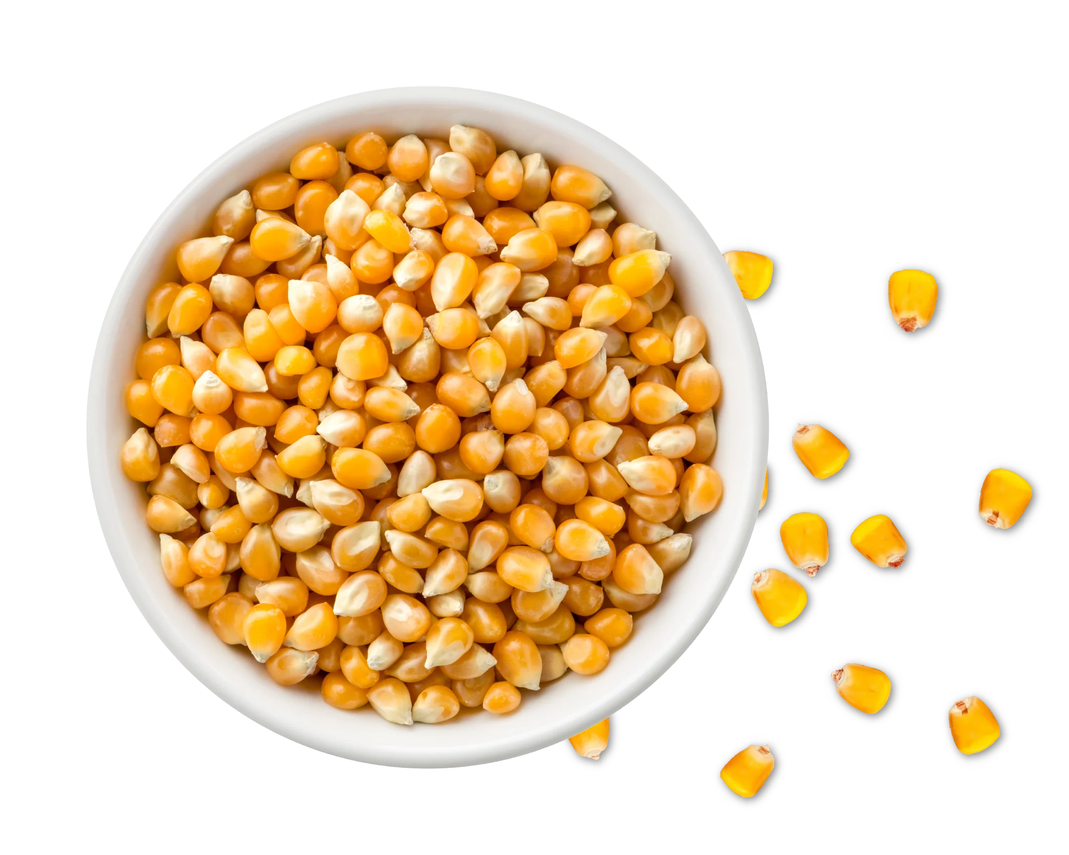 Popcorn Maize