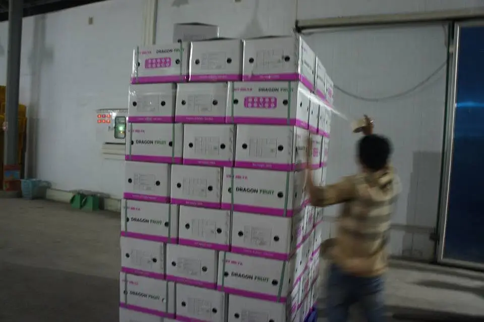 Хит продаж Вьетнам 100% натуральный порошок из фруктов дракона высококачественный сухофруктов