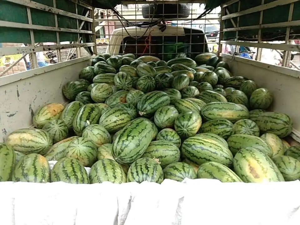  Производитель семян гибридного арбуза гамма F1 по оптовой цене 4 t0 5 кг