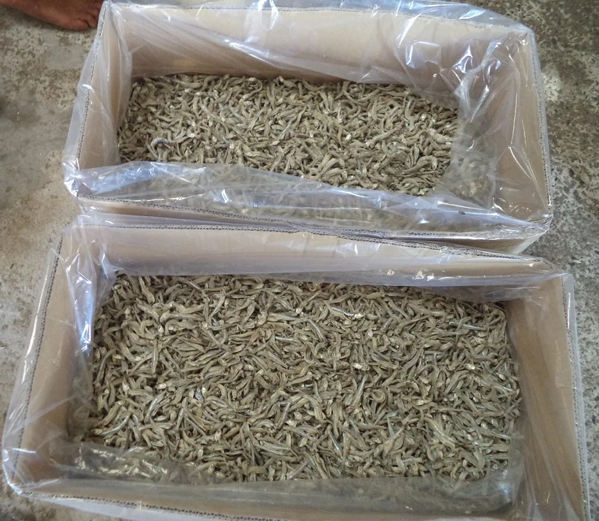 Anchovy High Quality Anchovy Vietnam Cuisine Anchovy