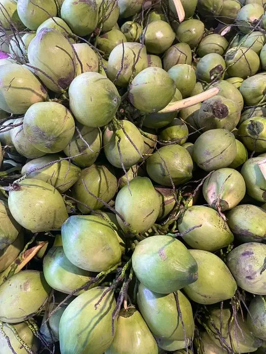 Высококачественный свежий зеленый молодой кокос оптом из Вьетнама