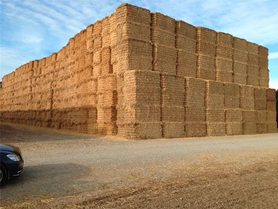 Prime Quality Wheat Straw Hay For Animal Fodder/Excellent Quality Yellow Straw Hay Export From Pakistan / Import Wheat Straw Hay