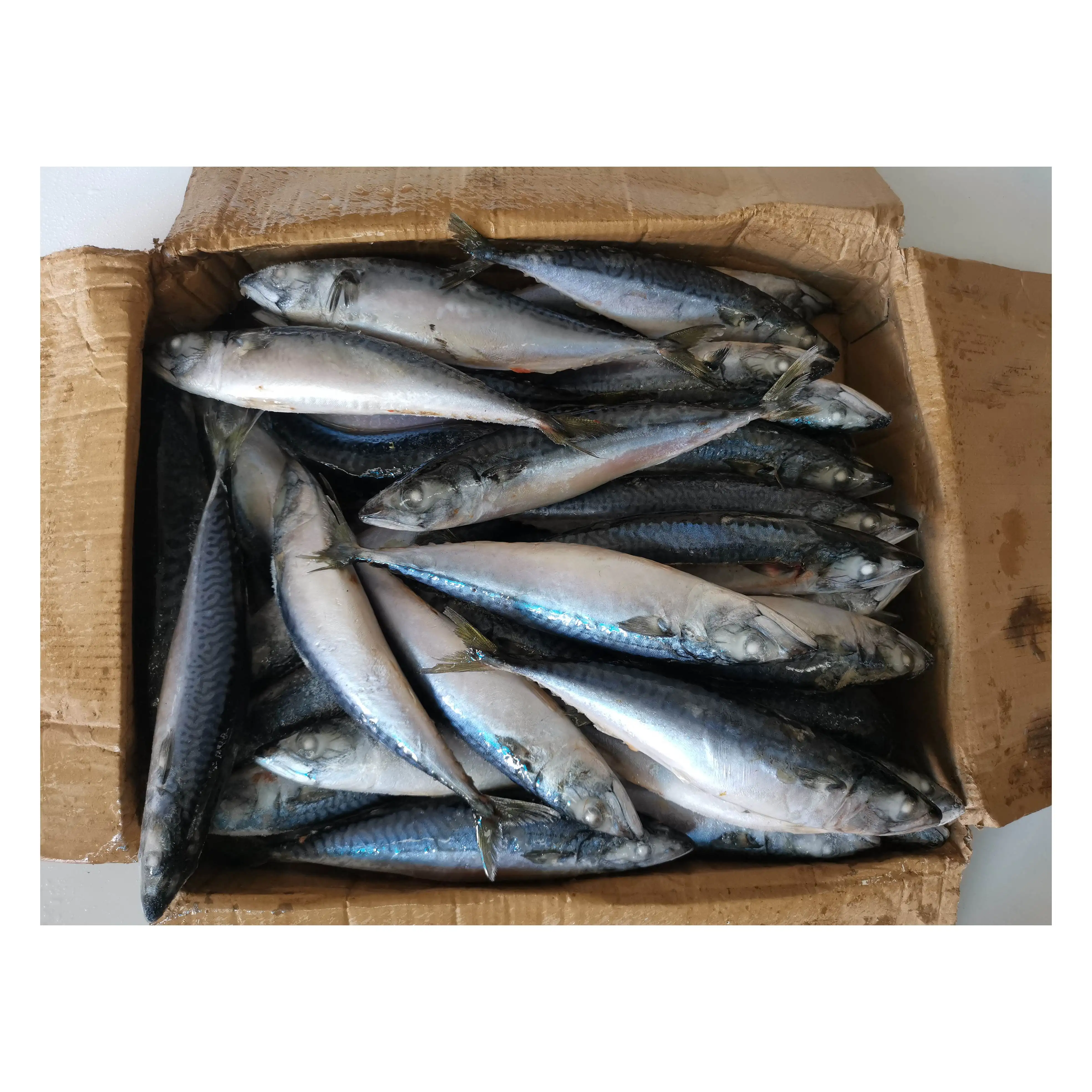 Quality Frozen Atlantic Mackerel For Sale