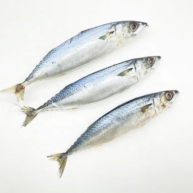 Замороженные морепродукты продукты для рыбы приманка IQF большой размер Scomber Japonicus рыба цена жирная скумбрия