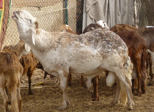 Sawakni sheep,cow,camel,sheep,goat,ox,bull