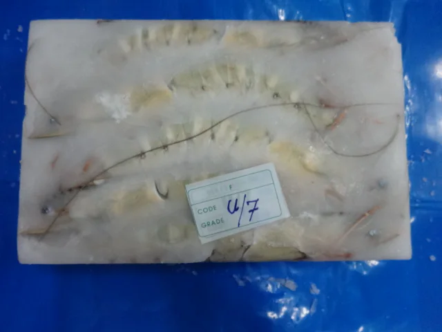 BLACK TIGER SHRIMPS SEA CAUGHT