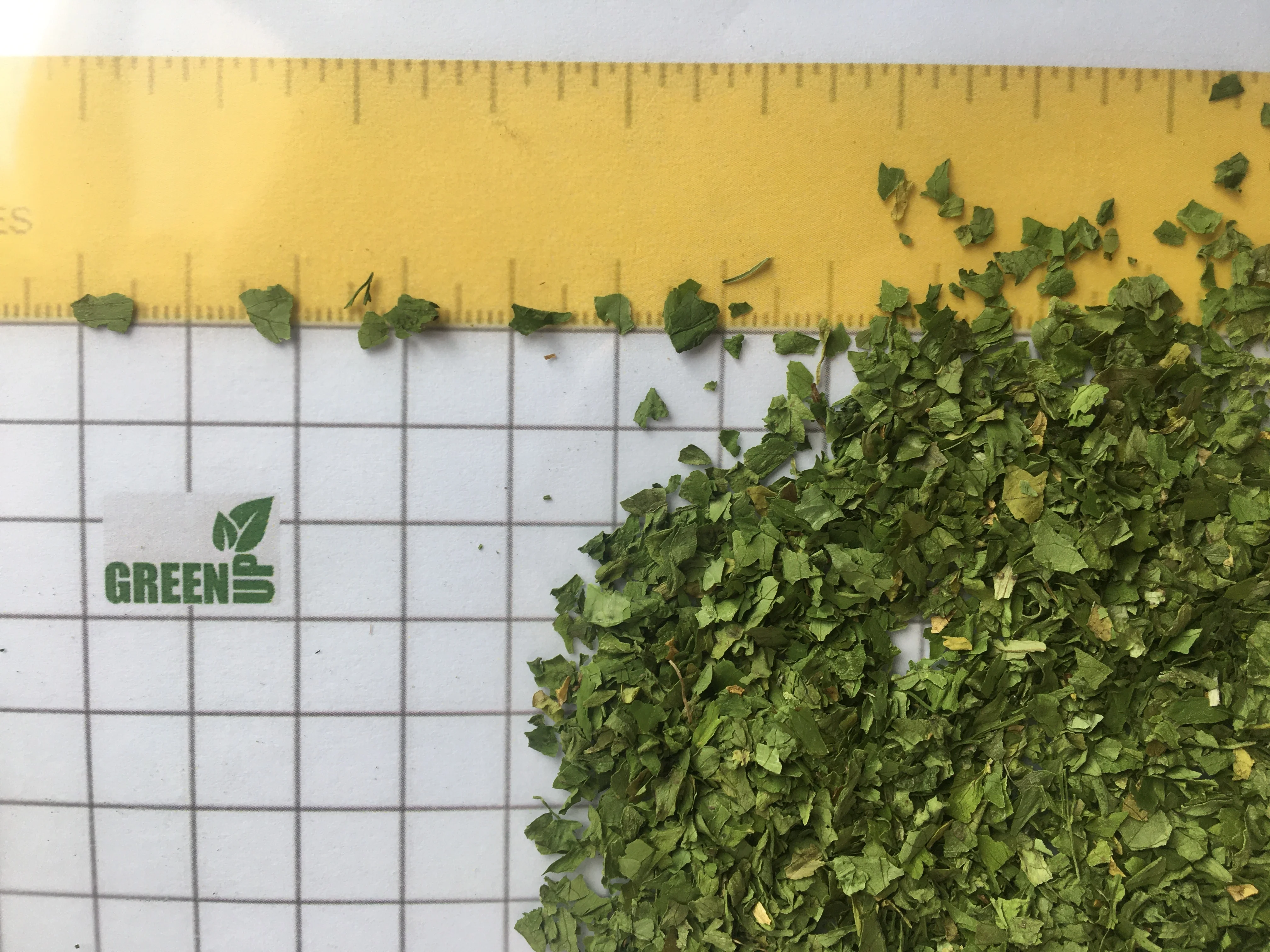 cilantro  leaves green color no ash content no admixture no black leaves  no impurities  Coriandrum   fresh crops coriander