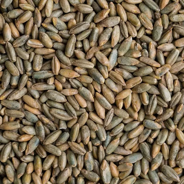 
Premium quality Rye grains for sale 