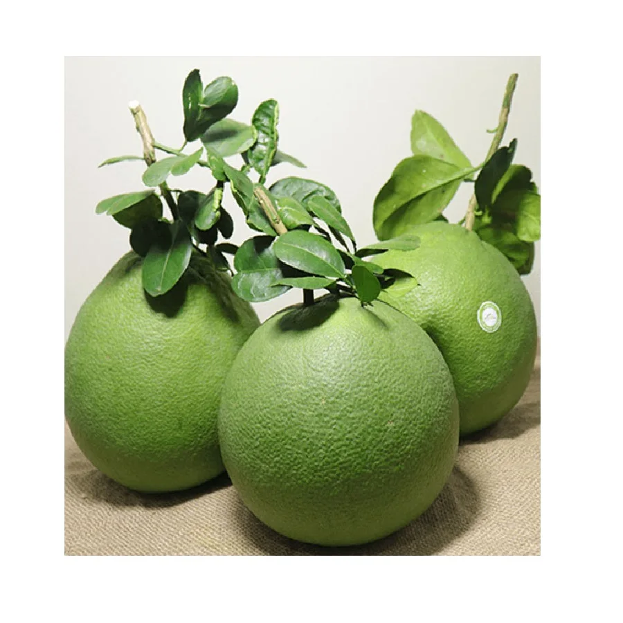 
100% Maturity Special Citrus Vietnam Fruit Super Big Organic Sweet Taste High Quality Fresh Pomelo 